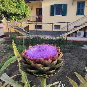 Antoniet Napoli